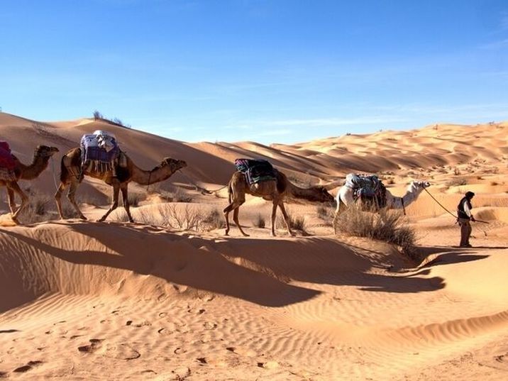 The Residence Douz - Caravane dans le sahara