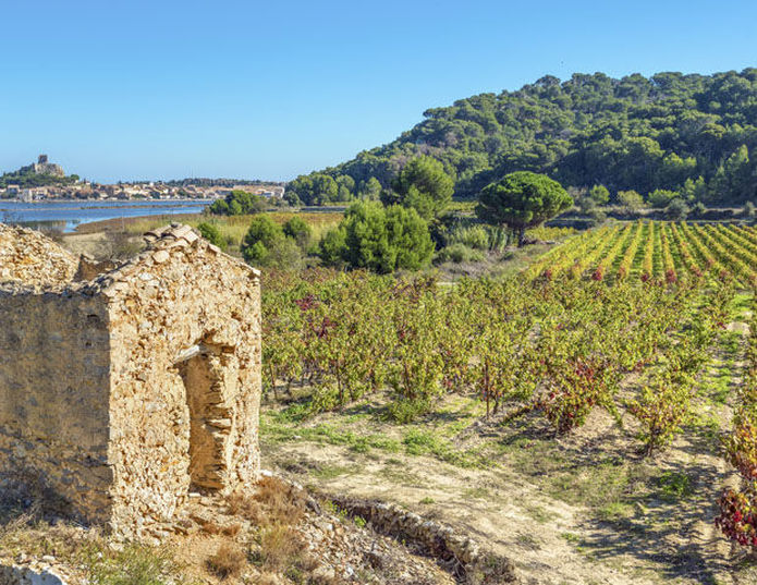 Château Capitoul - Domaine viticole de narbonne