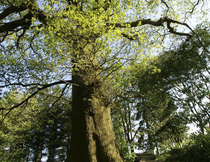 Domaine du Boisniard - Parc forestier