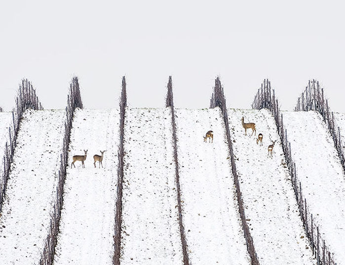 Bio & Spahotel La Clairière - Paysage d alsace en hiver