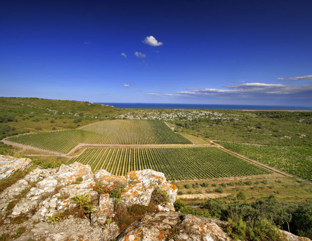 Château de l'Hospitalet - Vignes