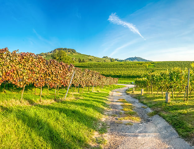 Holiday Inn Mulhouse - Paysage d alsace
